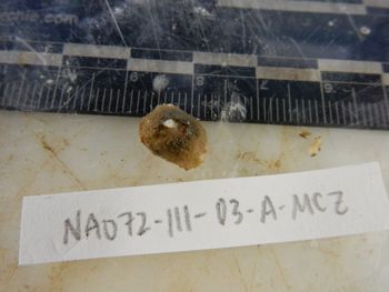 Media type: image;   Invertebrate Zoology 139316